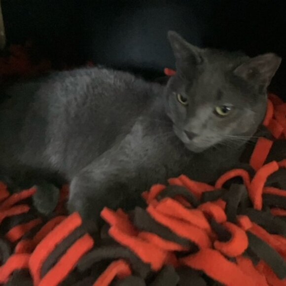 CLE Browns Colors "keep me safe and warm" fleece boa bed for cats and/or dogs - Picture 9 of 9